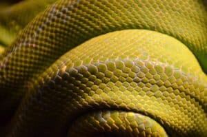Slithering Serpents: Gazing at Christ amidst suffering